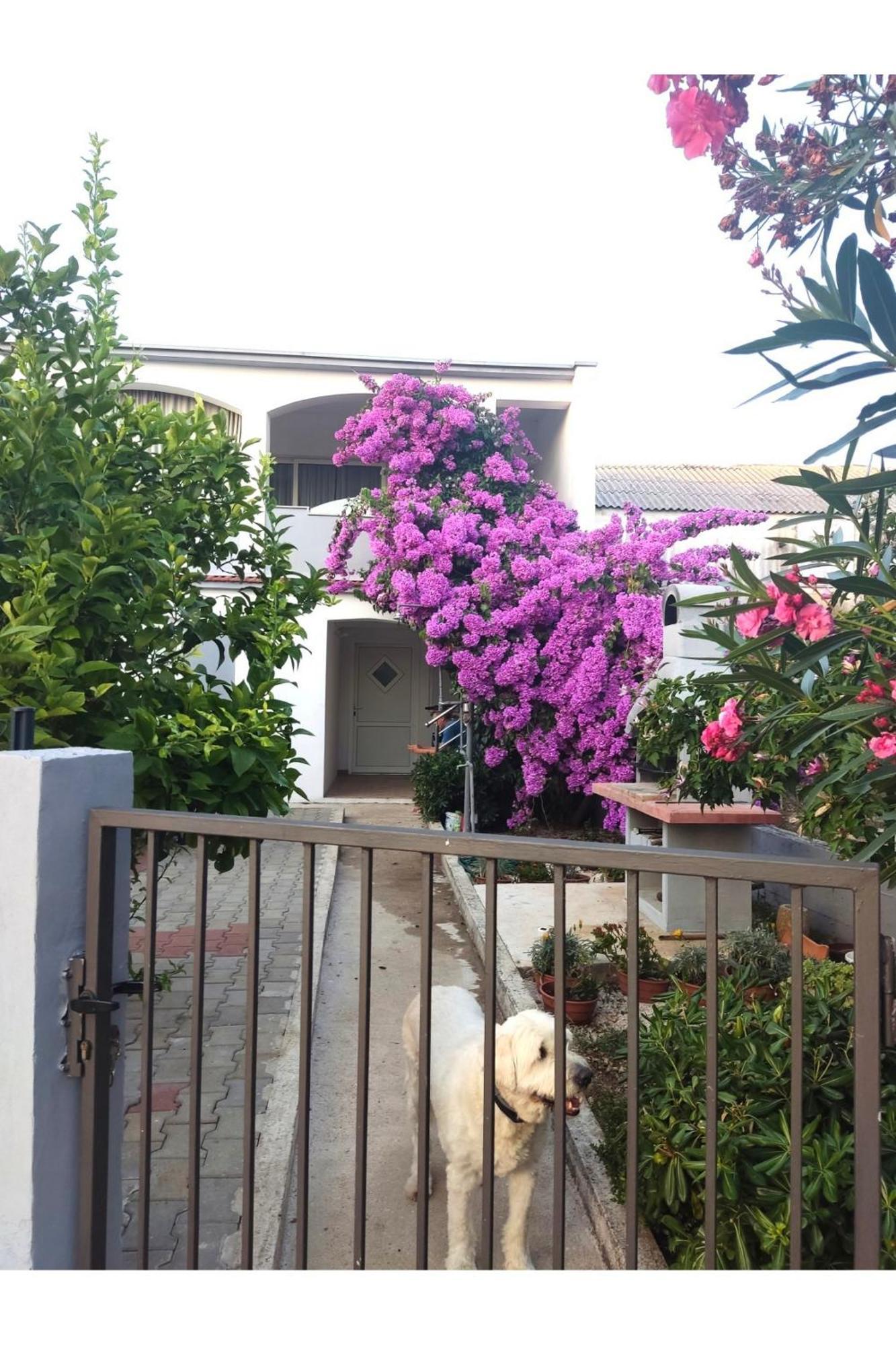 Apartment Flowers Bibinje Buitenkant foto